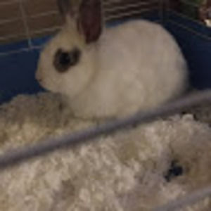 Meet your Posher, Nikki